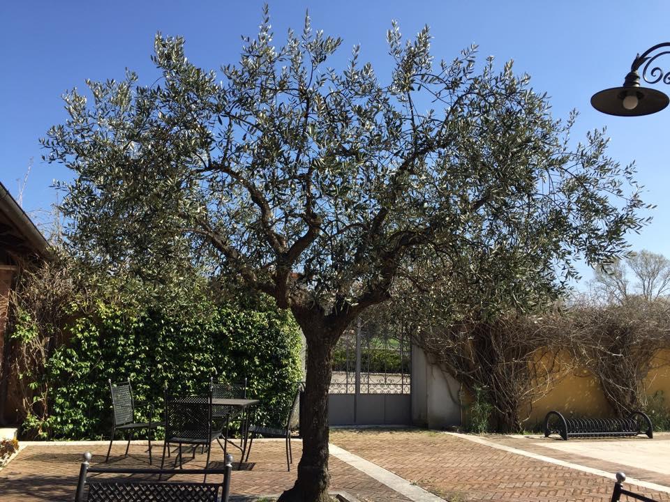 Agriturismo Macchiacupa Ariano Irpino Ngoại thất bức ảnh